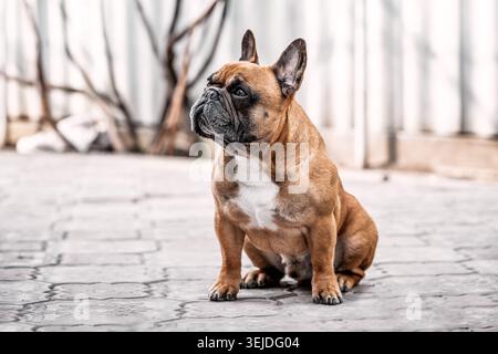 Male French bulldog sitting on the sidewalk on a sunny day Stock Photo