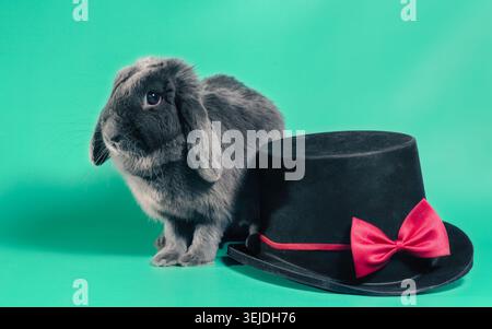 Lop-eared dwarf rabbit next to a black cylinder hat on a green background Stock Photo