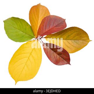 Green, yellow and red cherry tree leaves on isolated background, cyclicity of nature Stock Photo