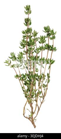 Fresh sprig of thyme on isolated background Stock Photo