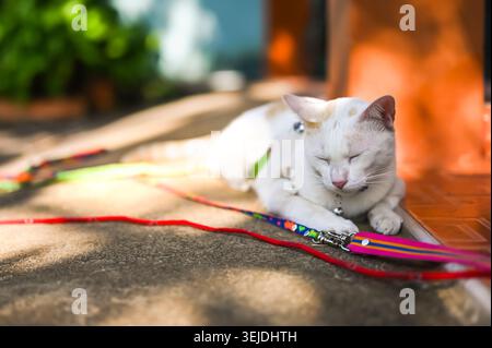 A white cat with a shaved side rests peacefully on the ground, recovering with care. Stock Photo
