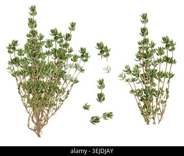 Fresh sprig of thyme on isolated background Stock Photo