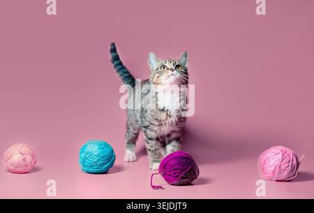Kitten with multi-colored balls of woolen threads on a pink background Stock Photo