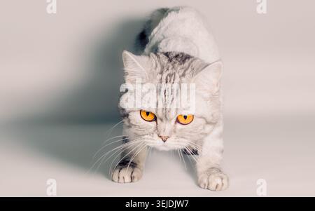 Gray cat with big yellow eyes isolated on a white background close up Stock Photo