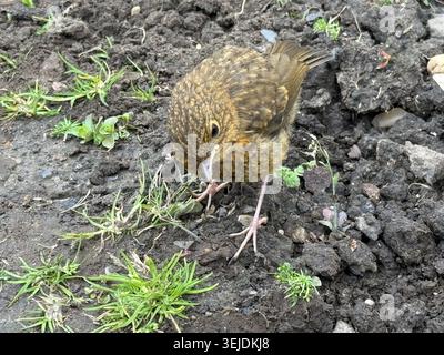 Friendly little fledgling robin redbreast on ground which has been dug over and weeded Stock Photo