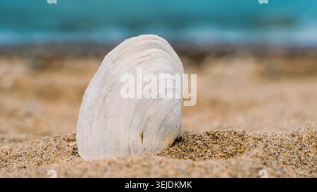 Bright striped shell in quartz sand against the blue sea Stock Photo