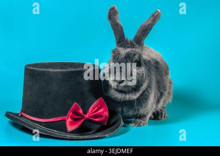 Lop-eared dwarf rabbit next to a black cylinder hat on a turquoise background Stock Photo