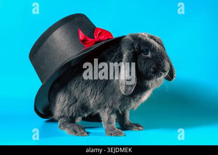 Lop-eared dwarf rabbit next to a black cylinder hat on a turquoise background Stock Photo