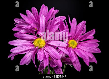 Beautiful Purple Chrysanthemum Flowers On Stems Against Black Stock Photo