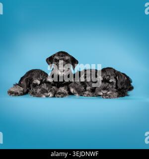 Two Miniature Schnauzer puppies sitting on a blue background Stock Photo