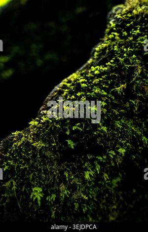 Vibrant green moss growing on a tree bark Stock Photo