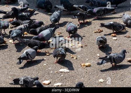 Pigeons feeding on crumbs on street, London, UK Stock Photo