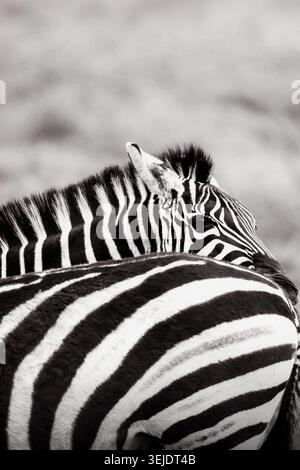 Close Up Zebra Pattern in Black and White Safari Wildlife Scene Stock Photo