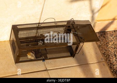 A live mouse is caught in a humane trap set on a patio, highlighting pest control and wildlife capture Stock Photo