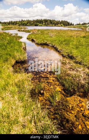 Small stream flows through green grass field with cloudy sky in the Stock Photo