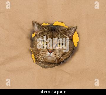 Gray cat with yellow eyes curiously peeking through a torn hole in brown paper with a yellow background Stock Photo
