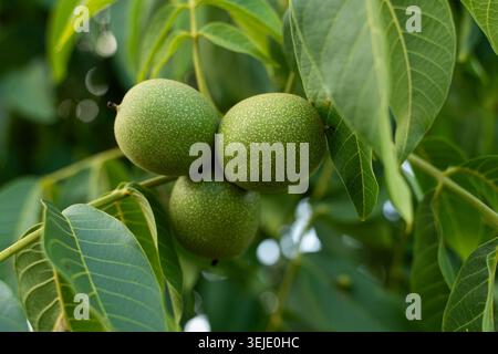 Green walnuts growing on a healthy tree branch against a blurred background, showing growth and nature's bounty Stock Photo