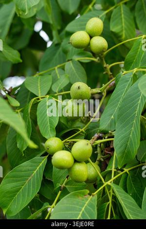 Green walnuts growing on a walnut tree branch with fresh leaves, showing early fruit development in an orchard Stock Photo
