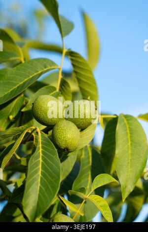 Three unripe green walnuts hanging on a branch with fresh leaves, showing organic growth against a vibrant clear sky Stock Photo