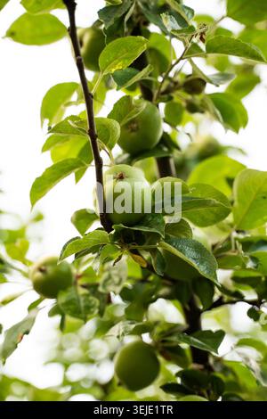 Green apples growing on an apple tree branch in an orchard, reflecting concepts of nature, growth, and ripening fruit Stock Photo
