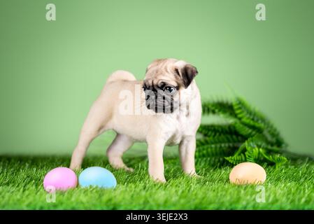 Pug puppy next to Easter colored colored eggs on a green background and artificial grass Stock Photo