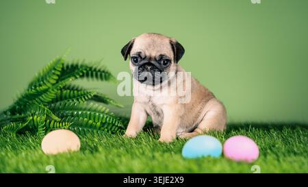 Pug puppy next to Easter colored colored eggs on a green background and artificial grass Stock Photo