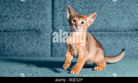 Red Abyssinian kitten playing on a blue sofa Stock Photo
