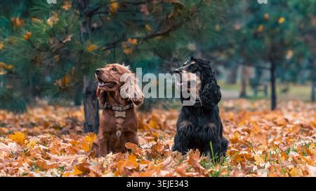 Two American cocker spaniel dogs sitting under a pine tree among yellow fallen leaves in autumn Stock Photo