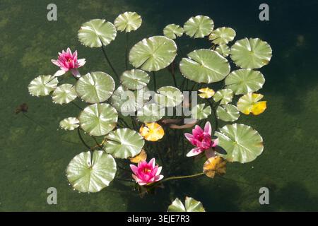 High angle view of pink flowers of Water Lily Nymphaea with green pads on water surface Stock Photo