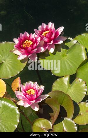Pink flowers of Water Lily Nymphaea floating on water surface among green leaves of a Garden Pond Stock Photo