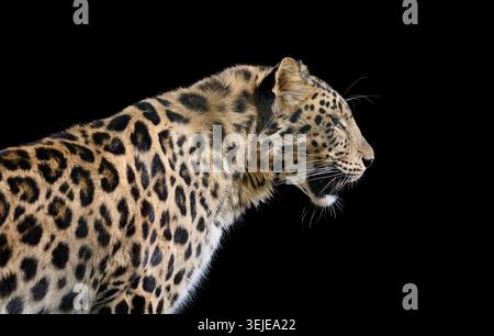 Powerful spotted leopard in profile against a black background. Stock Photo