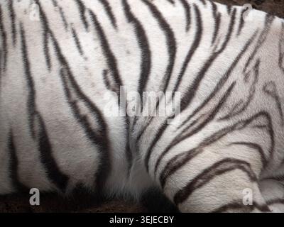 Tiger skin texture and Tiger stripes for background. Stock Photo