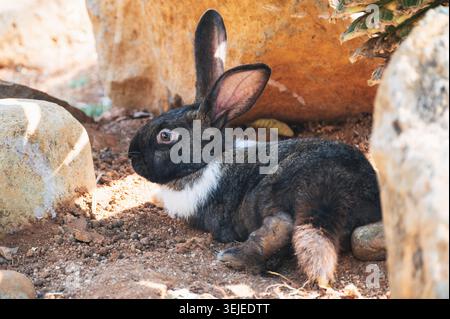 cute black rabbit sitting on grass outdoors Stock Photo