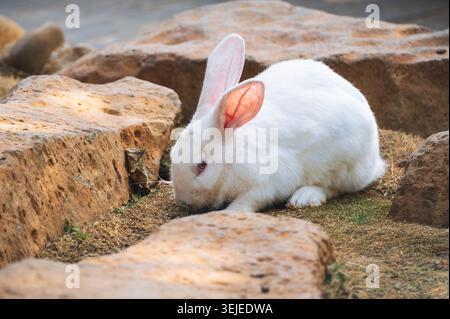 cute white rabbit sitting on grass outdoors Stock Photo