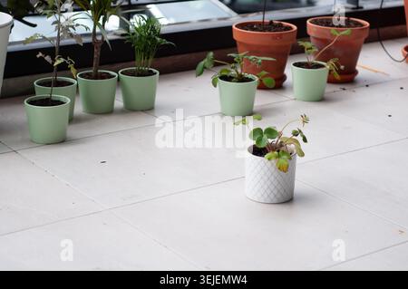 various potted plants on a light tiled floor with space for text concept of home gardening Stock Photo