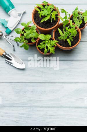 Gardening tools and seedlings on rustic white wooden background Stock Photo