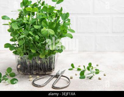 Fresh microgreens growing in plastic container and scissors on table Stock Photo