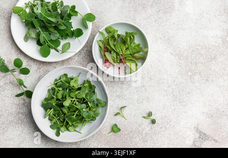 Microgreens growing in small bowls on gray background Stock Photo