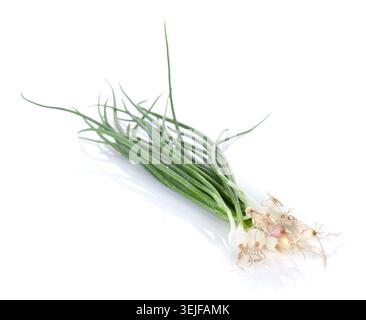 Fresh garden herbs. Spring onion Stock Photo