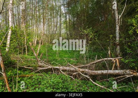 Fallen Tree Blocking a Path in a Green Spring Forest Stock Photo