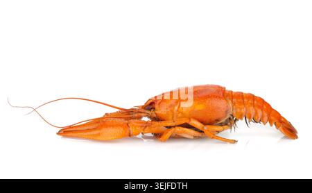 Boiled crayfish Stock Photo
