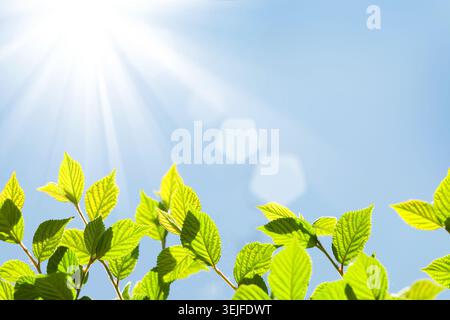 Abstract sunny summer bokeh background with green leaves Stock Photo