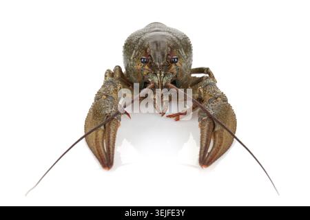 Crayfish Stock Photo