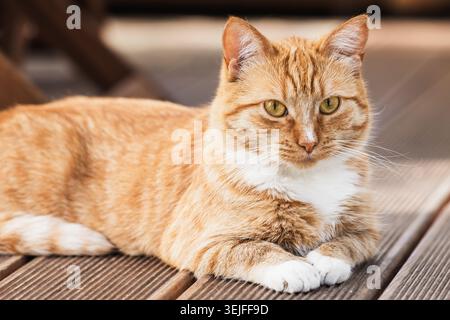 A ginger cat with white spots is laying on wooden floor, close up photo with selective focus Stock Photo