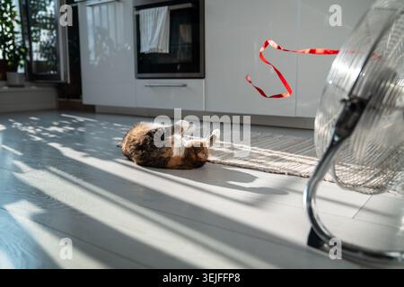 Playful cat lying on the floor, escapes from heat with help of fan, playing with red ribbon on wind. Stock Photo