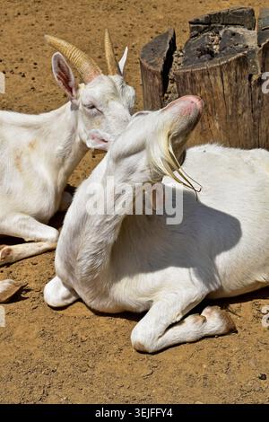 Two white goats resting in the sun in Rio de Janeiro, Brazil Stock Photo