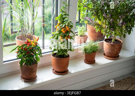 Blooming Thai basil, tomato cherry, red hot chili pepper, thyme plant in pots on windowsill at home Stock Photo
