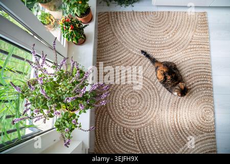 Calm, relaxed tricolor cat lying on jute rug at home, top view. Domestic calico kitty rest on floor surrounded by potted plants Stock Photo