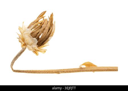 Dry wildflower bud on a stem isolated on white background Stock Photo