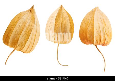 Three dry physalis husk pods single objects row isolated on pure white background Stock Photo